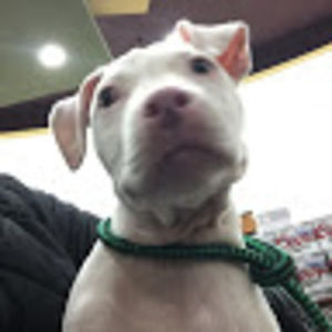 Meet your Posher, Tony